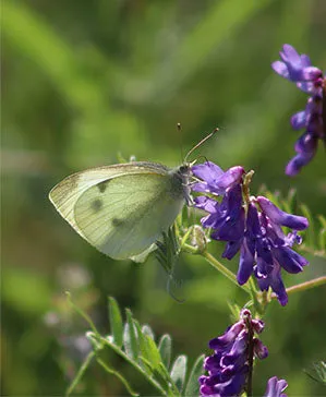 Photograph (2 Sizes Available ) Yellow Sulphur 1